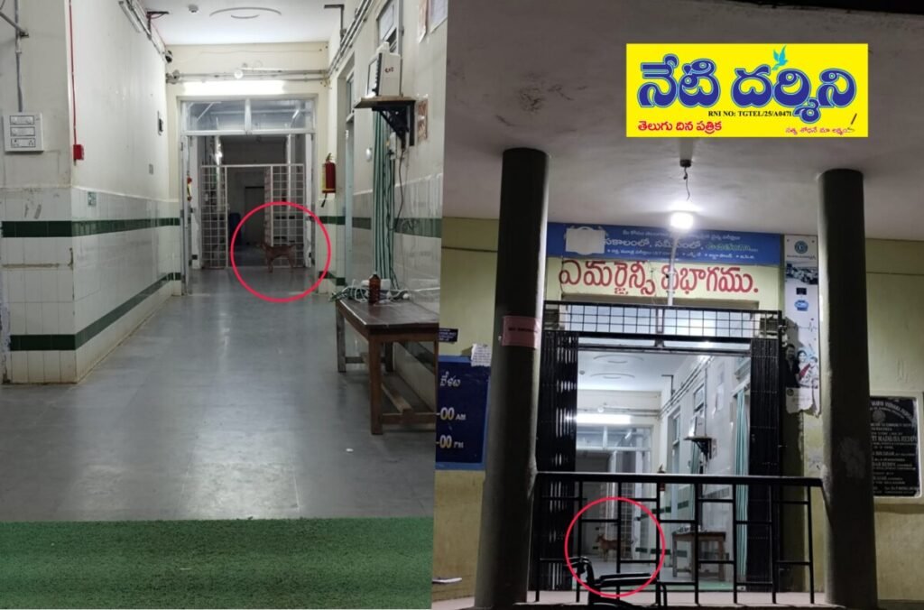 దేవరకొండ ప్రభుత్వ ఆసుపత్రిలో వీధికుక్కల స్వైర విహారం!